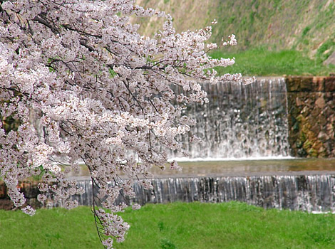 春の芦屋川